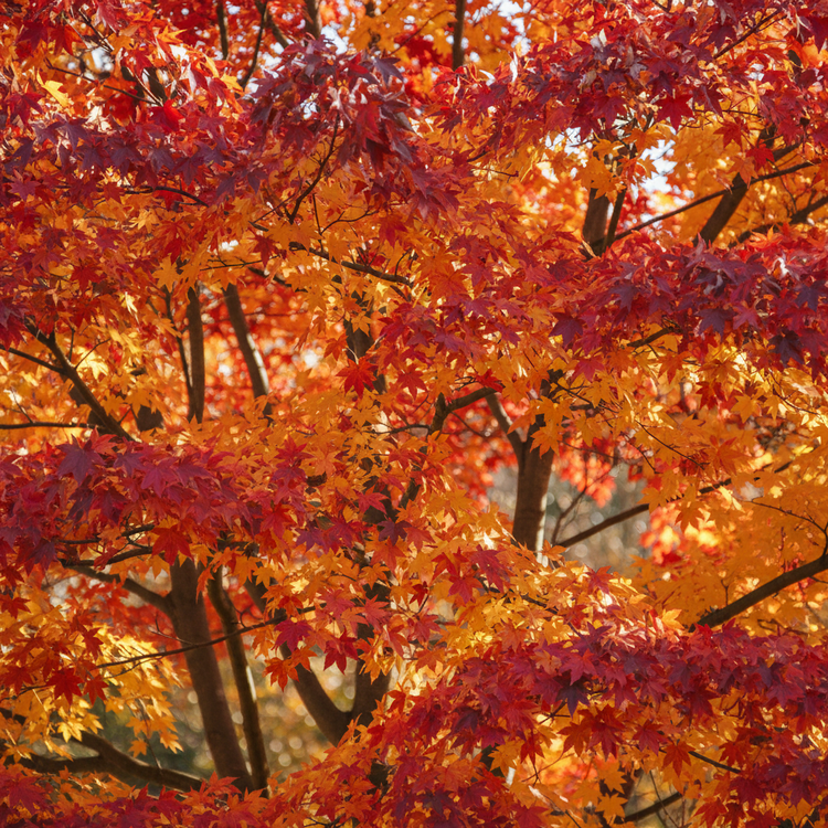 Autumn Collection